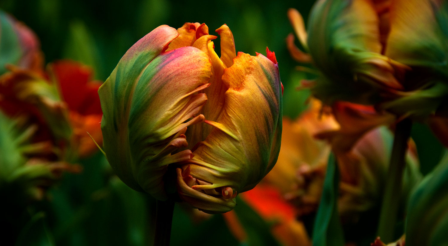 Tulips